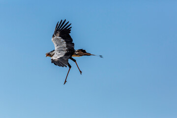 Secretary bird flying isolated in blue sky in Kgalagadi transfrontier park, South Africa; specie Sagittarius serpentarius family of Sagittariidae