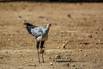 Secretary bird droping with tail up in Kgalagadi transfrontier park, South Africa; specie Sagittarius serpentarius family of Sagittariidae