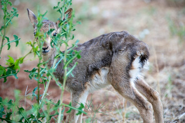 Gazelles in mountain gazelle rehabilitation center in Hatay
