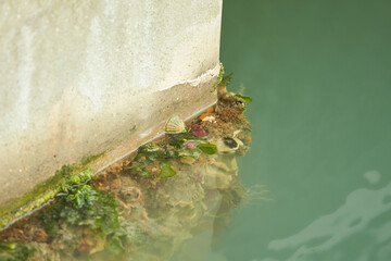 Molluscs, overgrown ship bottom. Shellfish on the hull of the ship.