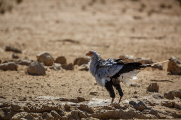 Secretary bird drinking at waterhole in Kgalagadi transfrontier park, South Africa; specie Sagittarius serpentarius family of Sagittariidae