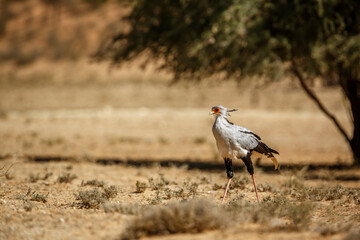 Secretary bird walking in dry land in Kgalagadi transfrontier park, South Africa; specie Sagittarius serpentarius family of Sagittariidae