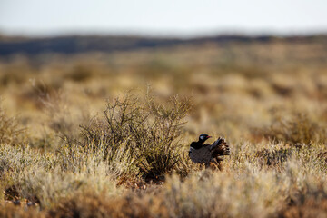 White quilled Bustard preening in scrubland habitat in Kgalagadi transfrontier park, South Africa; specie Afrotis afraoides family of Otididae