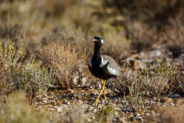 White quilled Bustard walking front view in scrubland in Kgalagadi transfrontier park, South Africa; specie Afrotis afraoides family of Otididae