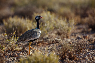 White quilled Bustard walking side view in scrubland in Kgalagadi transfrontier park, South Africa; specie Afrotis afraoides family of Otididae