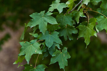 Macro texture of green ivy bush, spring plant, tree blur