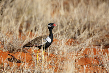 White quilled Bustard  singing in grassland in Kgalagadi transfrontier park, South Africa; specie Afrotis afraoides family of Otididae