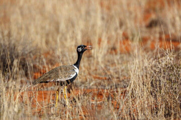 White quilled Bustard  singing in grassland in Kgalagadi transfrontier park, South Africa; specie...