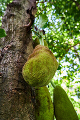 close-up of young jackfruit on a tree