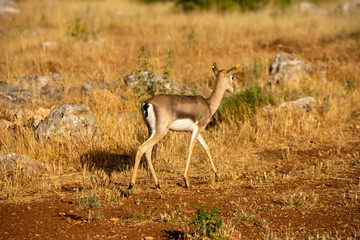 Gazelles in mountain gazelle rehabilitation center in Hatay