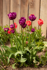 Tulips in the garden