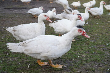 Flock of christmas ducks in Farm. Ducks spending their last hours in Advent until Christmas dinner. Garbsen Frielingen, Lower Saxony, Germany.