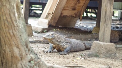 An endemic animal called Komodo