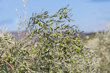 Detailed view of olive branch, detail of leaves and green olives ready to be picked