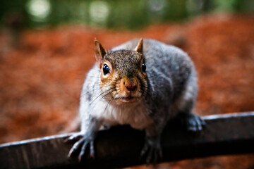 squirrel curious looking at camera