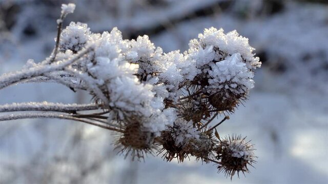 Dried thistle under the snow in a winter forest.