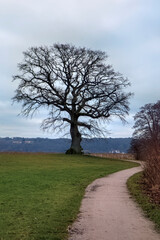 Fototapeta na wymiar Naked Tree in a Park
