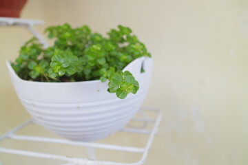 Green and fresh Clover plant