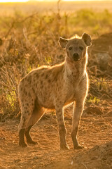 Hyène Tachetée Crocuta crocuta Afrique Kenya