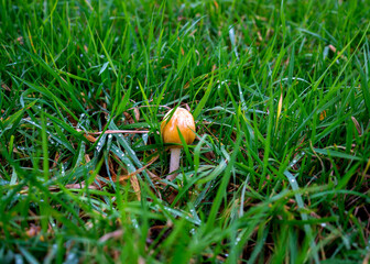 Close up of a Yellow field cap mushroom (Bolbitius titubans)
