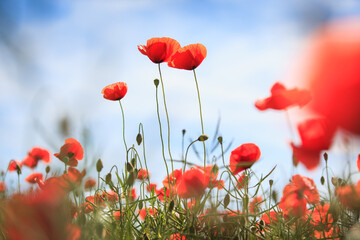 A field of poppy flowers in low angle view.
