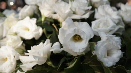 Fototapeta na wymiar fresh flowers white rose wedding bouquet