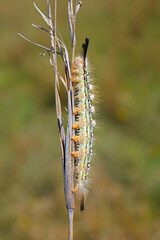 Close-up of a hairy caterpillar on a branch in natural habitat, South Africa.
