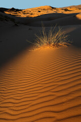 Grass on a textured sand dune in late afternoon light, Kalahari desert, South Africa.