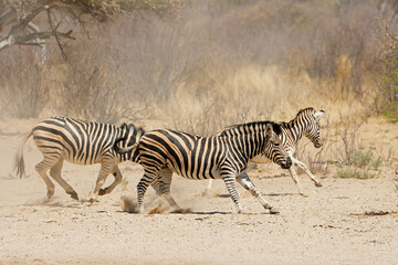 Alert plains zebras (Equus burchelli) running on dusty plains, South Africa.