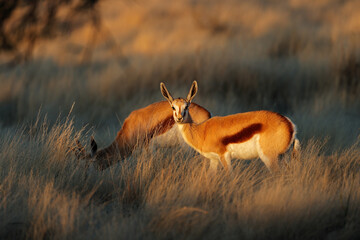 Springbok antelopes (Antidorcas marsupialis) in late afternoon light, South Africa.