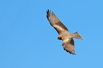A yellow-billed kite (Milvus aegyptius) in flight against a clear blue sky, South Africa.