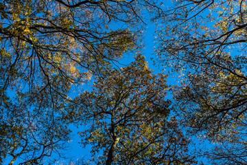Autumn leaves agains a blue sky.