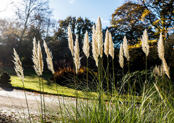 Marram grass in a Lancashire park.