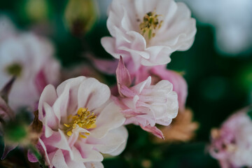 Obraz premium Close up of flowers