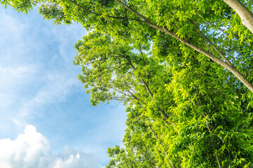 Fototapeta premium Green grass and leaves in the setting sun