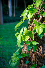 Green grass and leaves in the setting sun