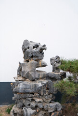 Fototapeta na wymiar Green bonsai on background of rock