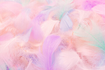 Colorful feather background, top view.