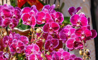 Flowers beautiful purple orchid phalaenopsis.