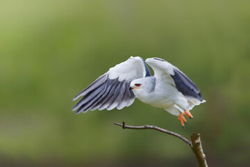 Black-winged kite (Elanus caeruleus) flying in the South of the Netherlands
