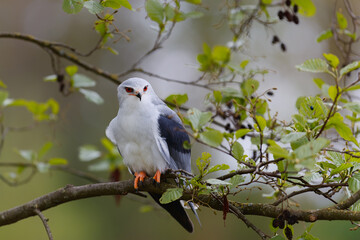 Black-winged kite (Elanus caeruleus) sitting on a branch in the South of the Netherlands