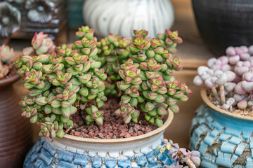 Miniature succulent plants (succulent cactus) at the garden