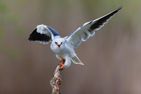 Black-winged kite (Elanus caeruleus) sitting on a branch in the South of the Netherlands