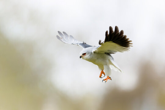 Black-winged kite (Elanus caeruleus) flying in the South of the Netherlands