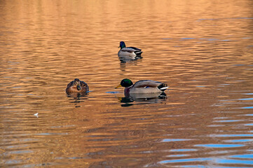 Ententeich Hannover Bemerode