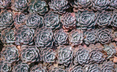 Miniature succulent plants (succulent cactus) at the garden