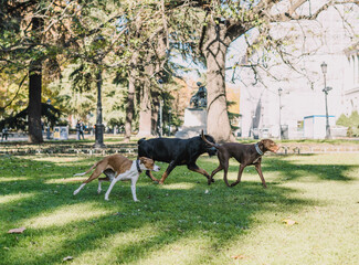 Perros jugando alegremente en el parque
