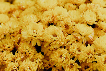 Naklejka na ściany i meble Yellow chrysanthemum flower floral pattern and background
