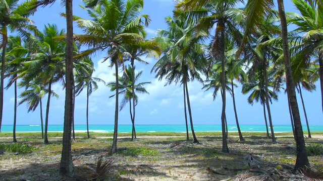 Landscape with the view through the coconut trees to a beautiful beach with blue sea. Brazilian northeast beach of Maracaipe, at Ipojuca PE, Brazil.