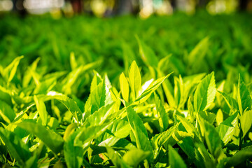 Green grass and leaves in the setting sun